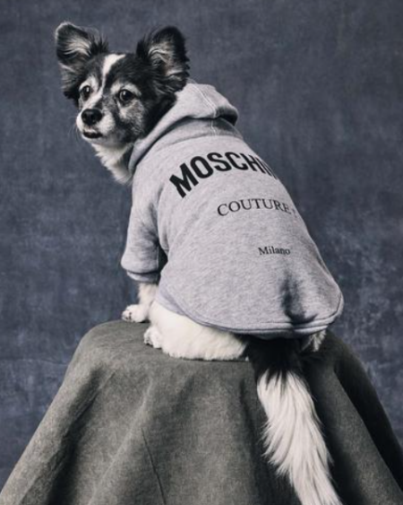 Polerón Moschino Pet Gris con Capucha y Logo para Perro Raza Pequeña