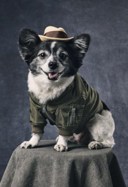 Chaqueta Moschino Pet Verde con Cierre para Perro Raza Pequeña