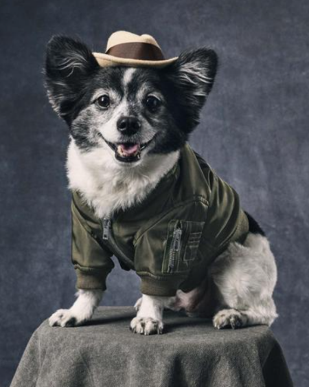 Chaqueta Moschino Pet Verde con Cierre para Perro Raza Pequeña