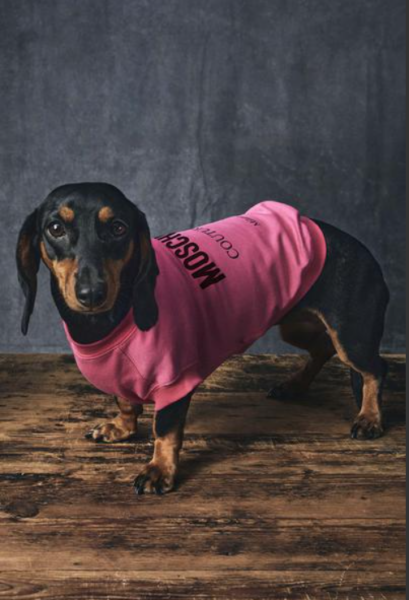 Polera Moschino Pet Fucsia con Logo Negro para Perro Raza Pequeña